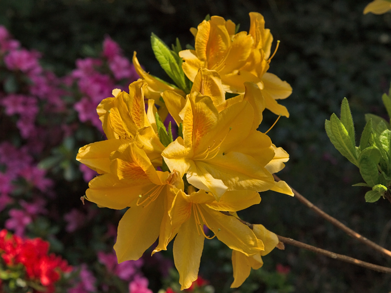 Rhododendron Penthantera Azaleas Azalea